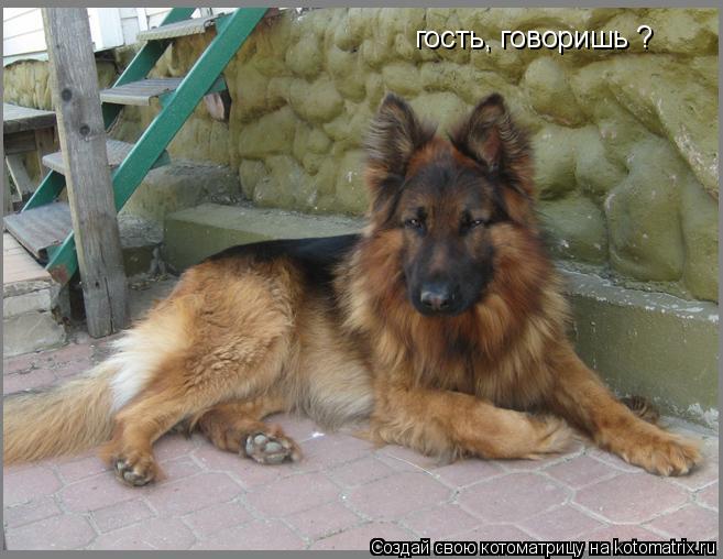 Котоматрица: гость, говоришь ?