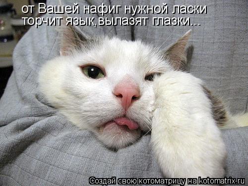 от Вашей нафиг нужной ласки торчит язык,вылазят глазки...... Котоматрица: от Вашей нафиг нужной ласки торчит язык,вылазят глазки...