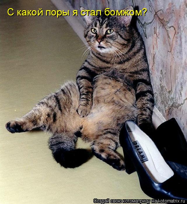 Котоматрица: С какой поры я стал бомжом?