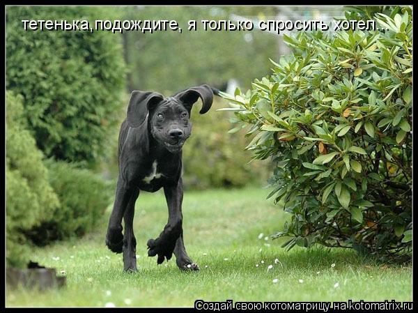 Котоматрица: тетенька,подождите, я только спросить хотел...
