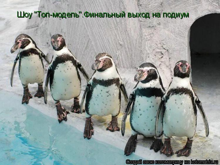 Котоматрица: Шоу "Топ-модель".Финальный выход на подиум