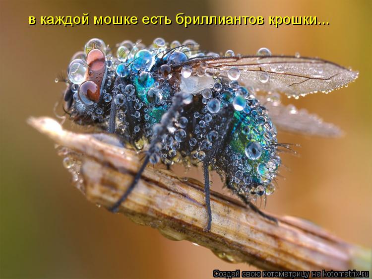 Котоматрица: в каждой мошке есть бриллиантов крошки...