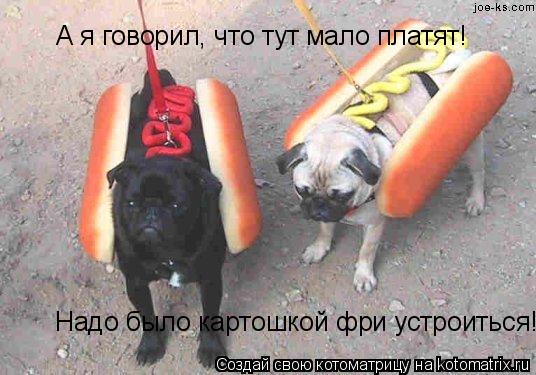 Котоматрица: А я говорил, что тут мало платят! Надо было картошкой фри устроиться!