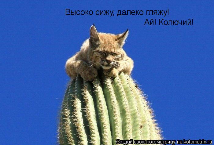 Котоматрица: Высоко сижу, далеко гляжу! Ай! Колючий!