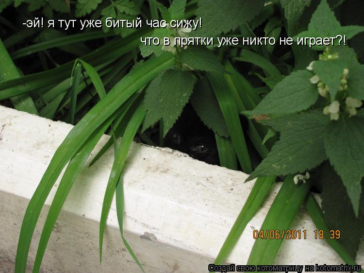 Котоматрица: -эй! я тут уже битый час сижу!  что в прятки уже никто не играет?!