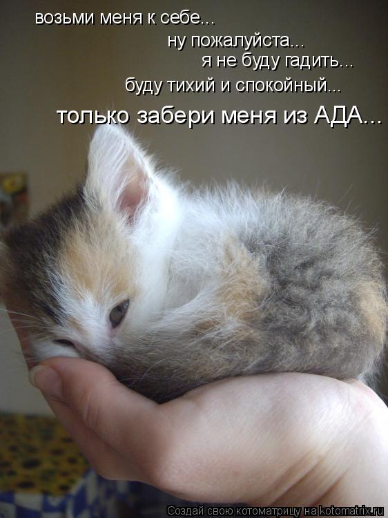 Котоматрица: возьми меня к себе... ну пожалуйста... я не буду гадить... буду тихий и спокойный... только забери меня из АДА...