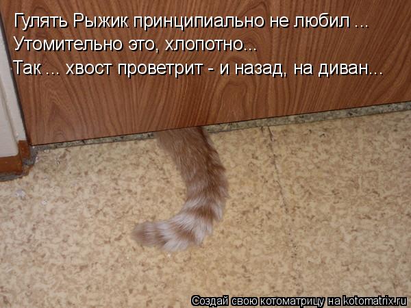 Гулять Рыжик принципиально не любил ... Утомительно это, хлопотно... Так ... хвост проветрит - и наза... Котоматрица: Гулять Рыжик принципиально не любил ... Утомительно это, хлопотно... Так ... хвост проветрит - и назад, на диван...