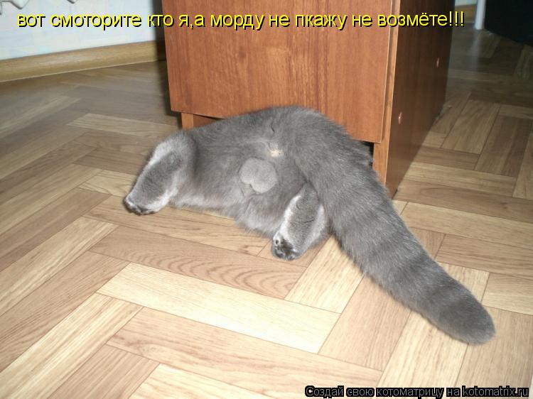 Котоматрица: вот смоторите кто я,а морду не пкажу не возмёте!!!