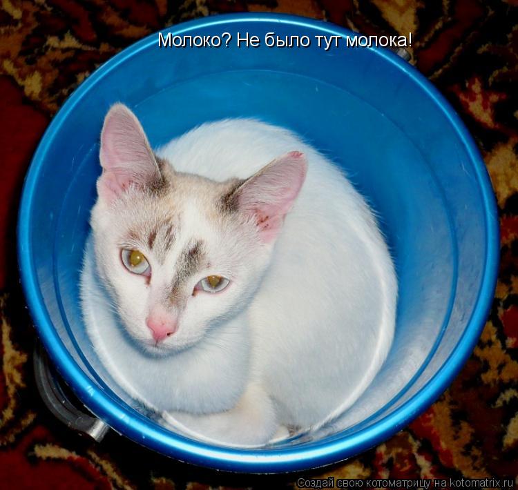 Котоматрица: Молоко? Не было тут молока!