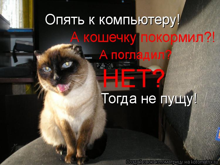 Котоматрица: Опять к компьютеру! А кошечку покормил?! А погладил? НЕТ? Тогда не пущу!