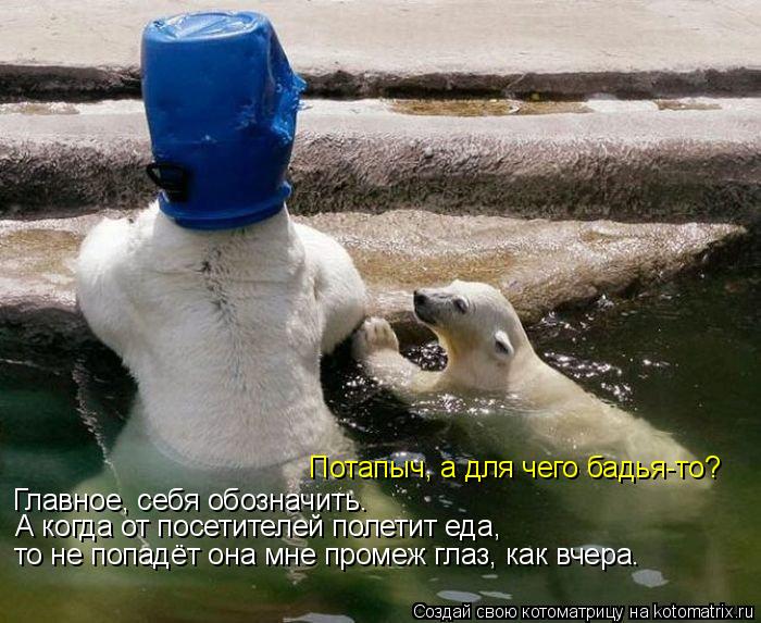 Котоматрица: Потапыч, а для чего бадья-то? Главное, себя обозначить. А когда от посетителей полетит еда, то не попадёт она мне промеж глаз, как вчера.