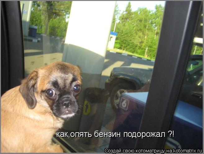 Котоматрица: как,опять бензин подорожал ?!