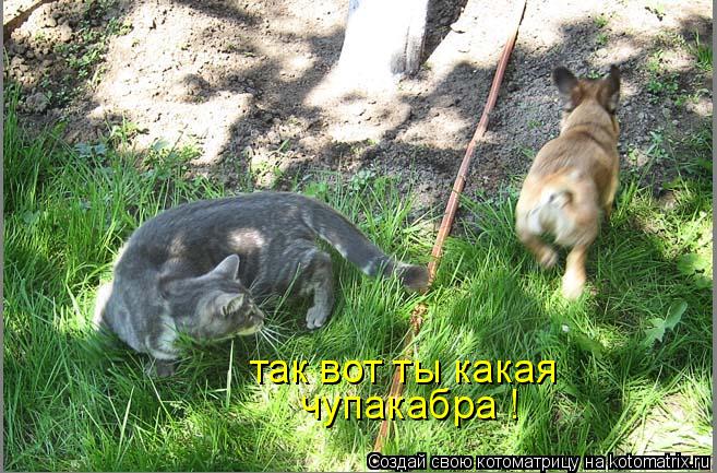 Котоматрица: чупакабра ! так вот ты какая
