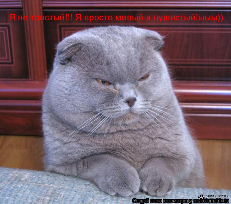 Котоматрица: Я не толстый!!! Я просто милый и пушистый!ыыы))