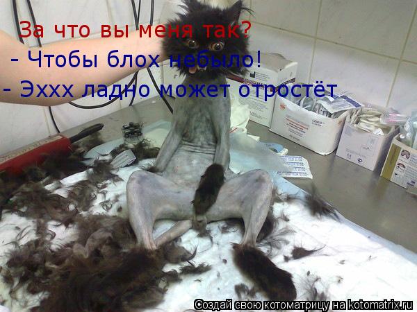 Котоматрица: За что вы меня так? - Чтобы блох небыло! - Эххх ладно может отростёт