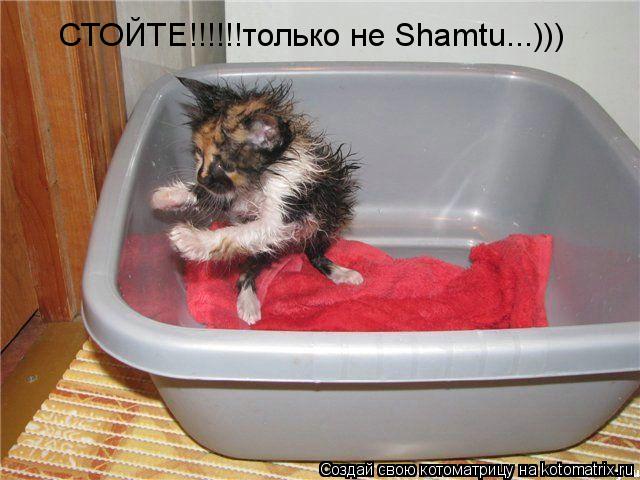 Котоматрица: СТОЙТЕ!!!!!!только не Shamtu...)))