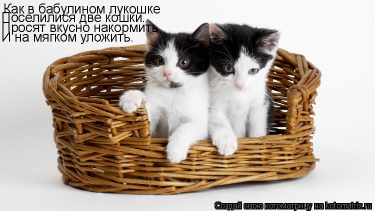 Котоматрица: Как в бабулином лукошке Поселилися две кошки. Просят вкусно накормить И на мягком уложить.