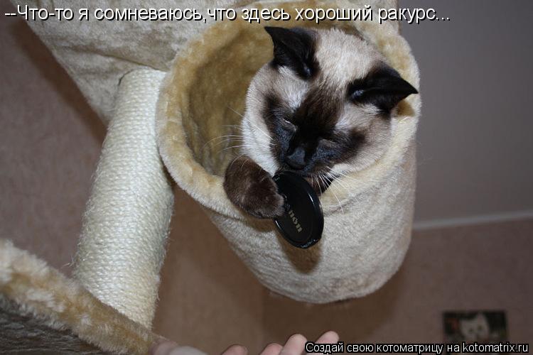 Котоматрица: --Что-то я сомневаюсь,что здесь хороший ракурс...