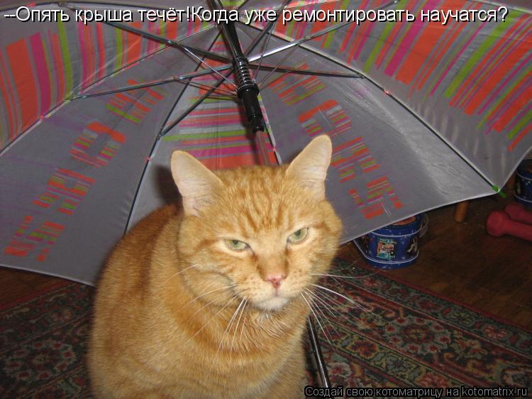 Котоматрица: --Опять крыша течёт!Когда уже ремонтировать научатся?