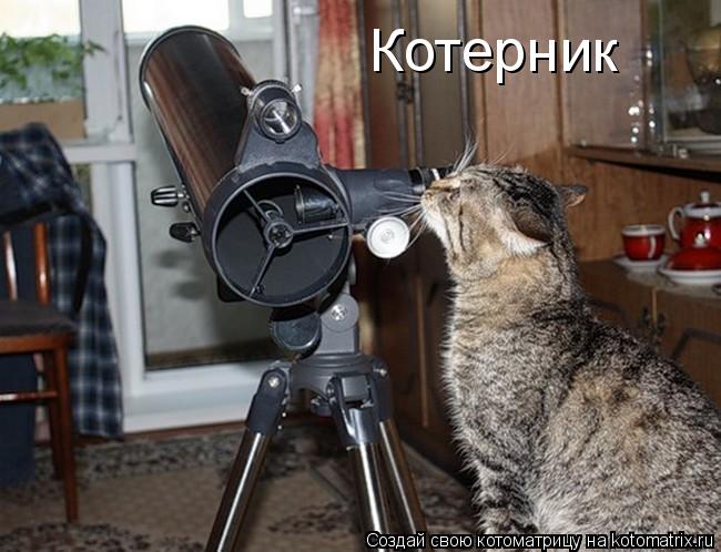 Котерник... Котоматрица: Котерник