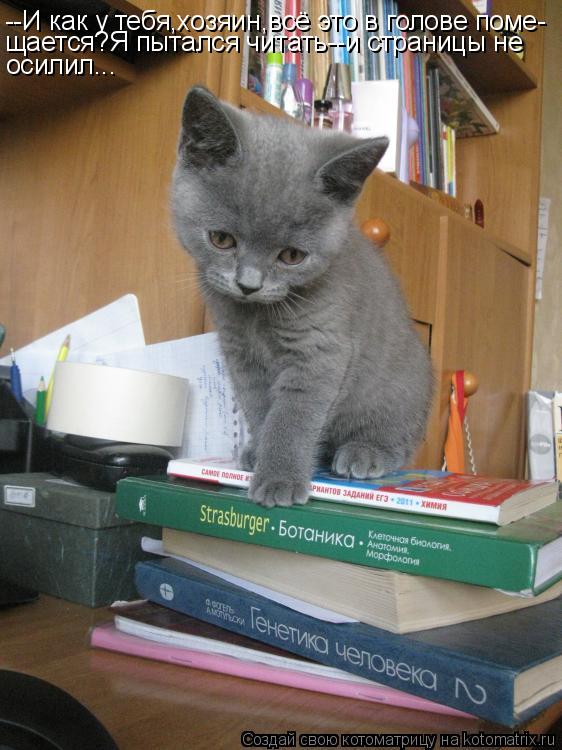 Котоматрица: --И как у тебя,хозяин,всё это в голове поме- щается?Я пытался читать--и страницы не осилил...