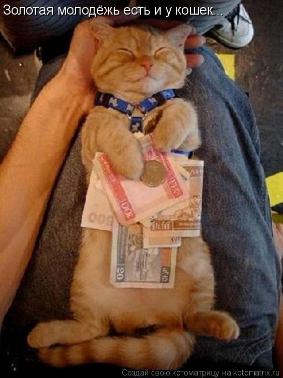 Котоматрица: Золотая молодёжь есть и у кошек...