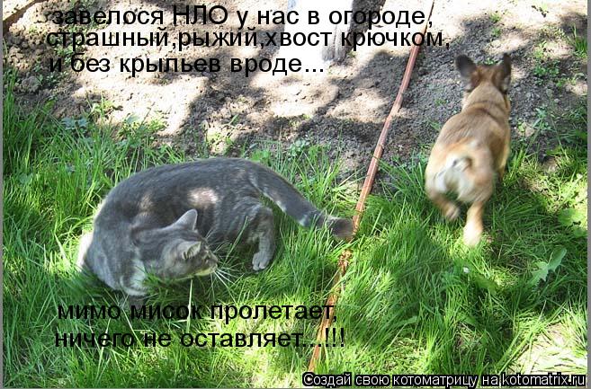 Котоматрица: завелося НЛО у нас в огороде, страшный,рыжий,хвост крючком, и без крыльев вроде... мимо мисок пролетает, ничего не оставляет...!!!