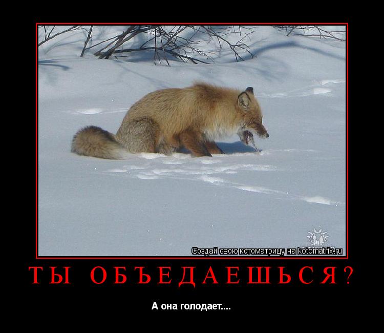 Котоматрица: ТЫ объедаешься? А она голодает....