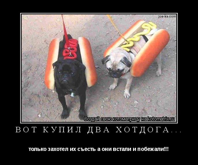 Котоматрица: Вот купил два хотдога... только захотел их съесть а они встали и побежали!!!