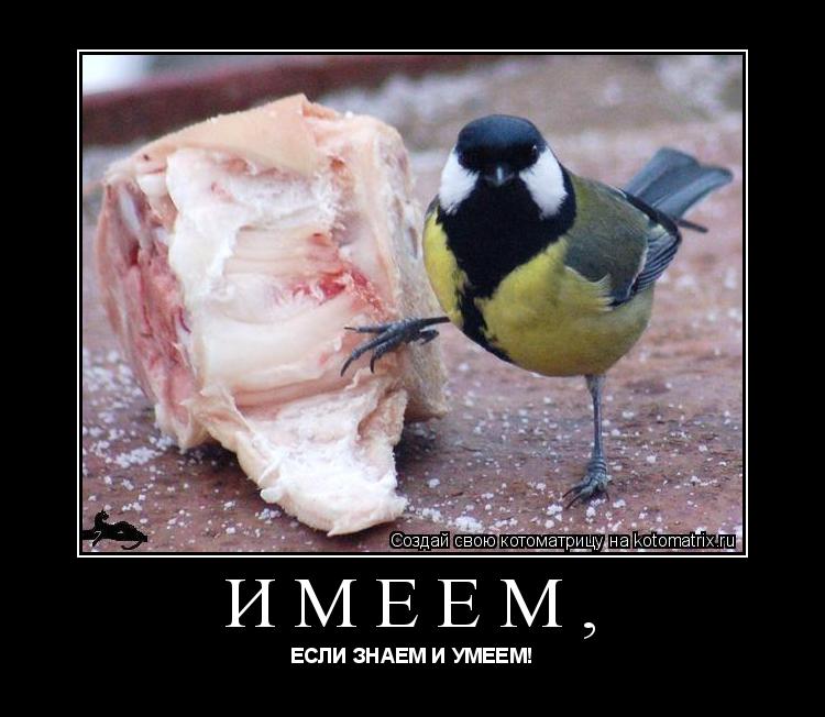 Котоматрица: ИМЕЕМ, ЕСЛИ ЗНАЕМ И УМЕЕМ!