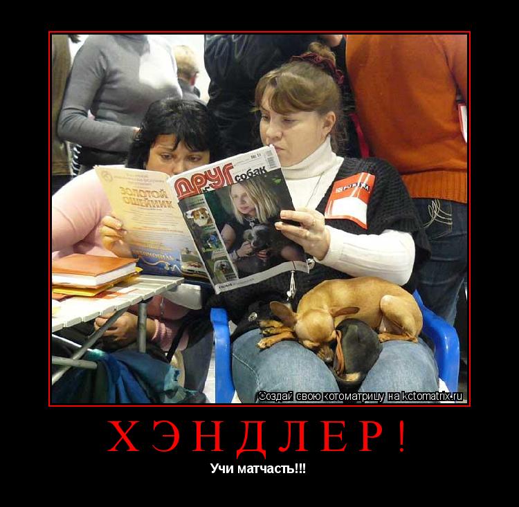 Котоматрица: хэндлер! Учи матчасть!!!