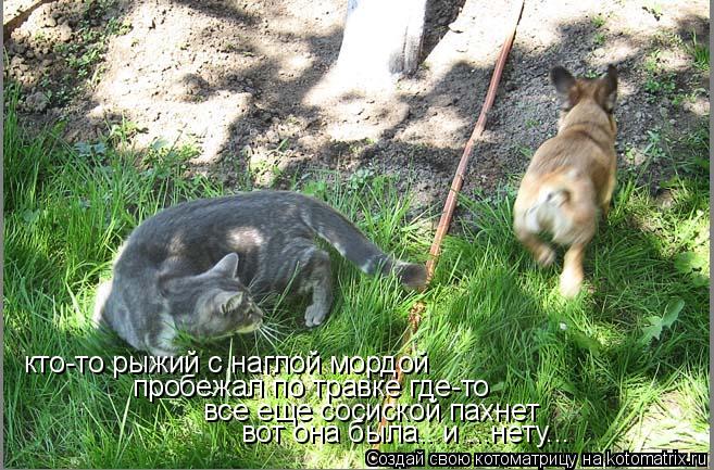 Котоматрица: кто-то рыжий с наглой мордой  пробежал по травке где-то все еще сосиской пахнет вот она была.. и ...нету...