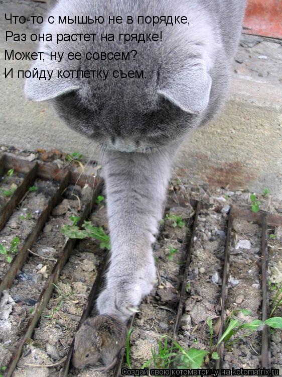 Котоматрица: Что-то с мышью не в порядке, Раз она растет на грядке! Может, ну ее совсем? И пойду котлетку съем.