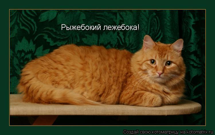 Котоматрица: Рыжебокий лежебока!