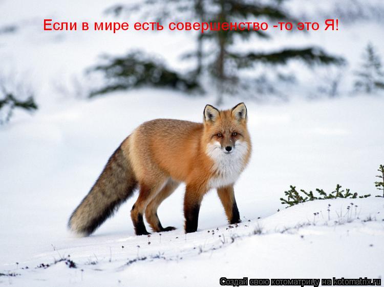 Котоматрица: Если в мире есть совершенство -то это Я!