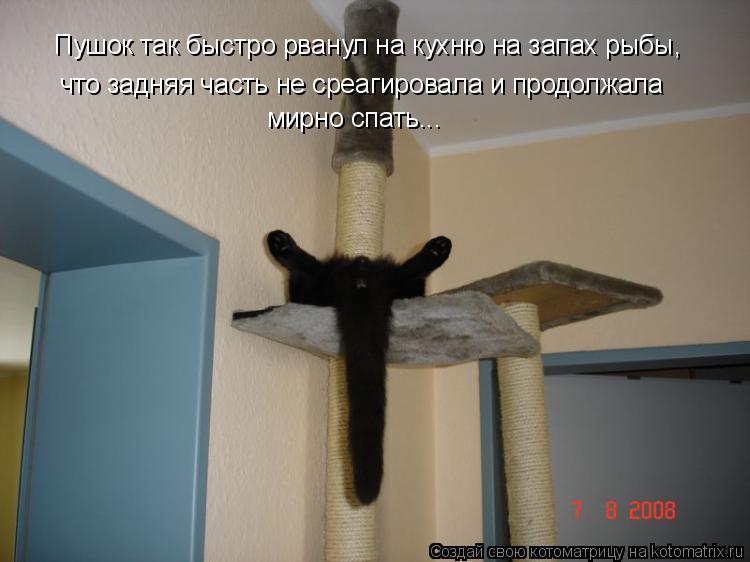 Котоматрица: что задняя часть не среагировала и продолжала мирно спать... Пушок так быстро рванул на кухню на запах рыбы,