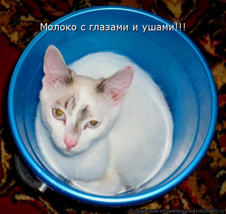 Котоматрица: Молоко с глазами и ушами!!!