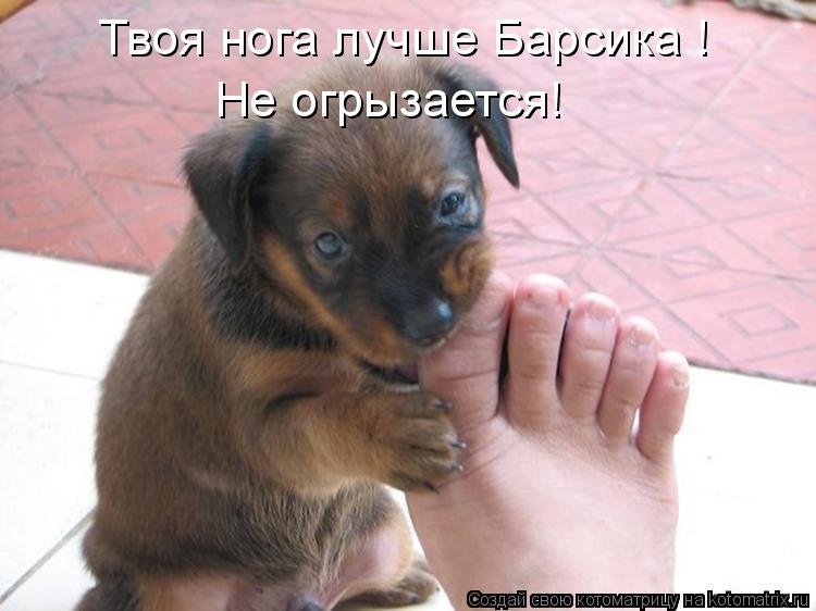 Котоматрица: Твоя нога лучше Барсика ! Не огрызается!