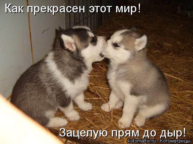 Котоматрица: Как прекрасен этот мир! Зацелую прям до дыр!