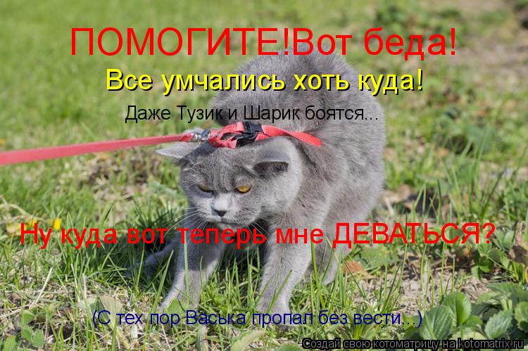 Котоматрица: ПОМОГИТЕ!Вот беда! Все умчались хоть куда! Ну куда вот теперь мне ДЕВАТЬСЯ? Даже Тузик и Шарик боятся... (С тех пор Васька пропал без вести...)