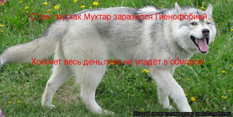 Котоматрица: С тех пор как Мухтар заразился Гиенофобией... Хохочет весь день,пока не упадёт в обморок!