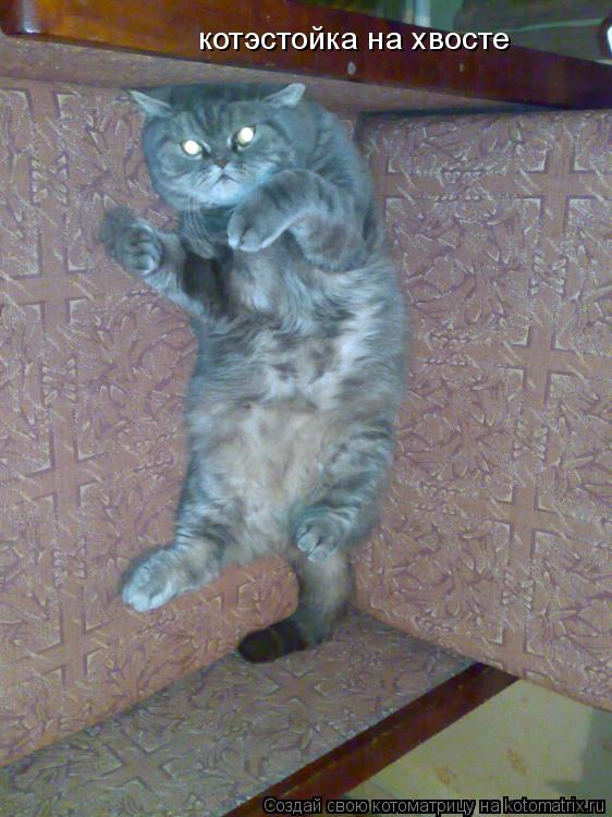 Котоматрица: котэстойка на хвосте