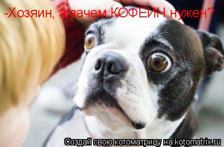 Котоматрица: -Хозяин, а зачем КОФЕИН нужен?