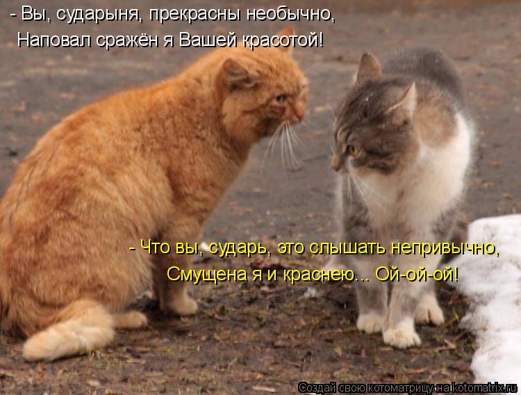 Котоматрица: - Вы, сударыня, прекрасны необычно, Наповал сражён я Вашей красотой! - Что вы, сударь, это слышать непривычно, Смущена я и краснею... Ой-ой-ой!
