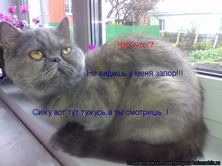 Котоматрица: Что?что!? Не видишь у меня запор!!! Сижу вот тут тужусь,а ты смотришь..!