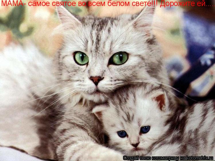 Котоматрица: МАМА- самое святое во всем белом свете!!! Дорожите ей.....