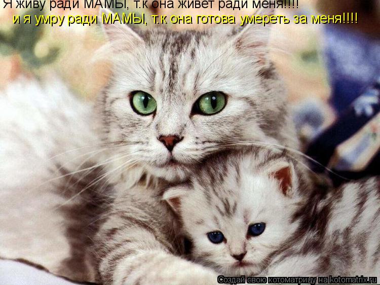 Котоматрица: Я живу ради МАМЫ, т.к она живет ради меня!!!!  и я умру ради МАМЫ, т.к она готова умереть за меня!!!!