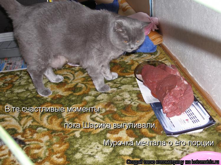 Котоматрица: В те счастливые моменты пока Шарика выгуливали, Мурочка мечтала о его порции