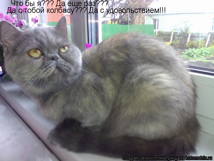 Котоматрица: Что бы я??? Да еще раз???  Да с тобой колбасу??? Да с удовольствием!!!