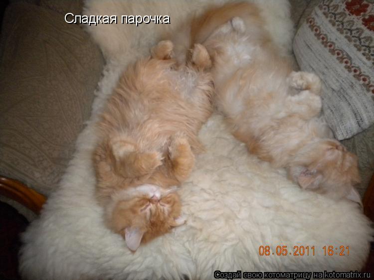 Котоматрица: Сладкая парочка